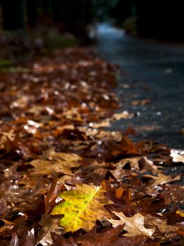 Beautiful landscape picture with a colored autumn leaf on first plan