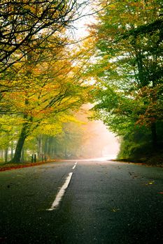 Autumn landscape with a beautiful road with colored trees
