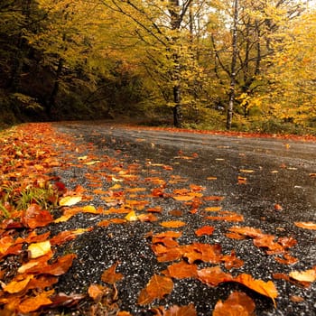Autumn landscape with a beautiful road covered by colored leafs