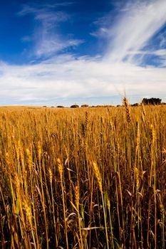 Yellow wheat field with a great blue sky and clouds 