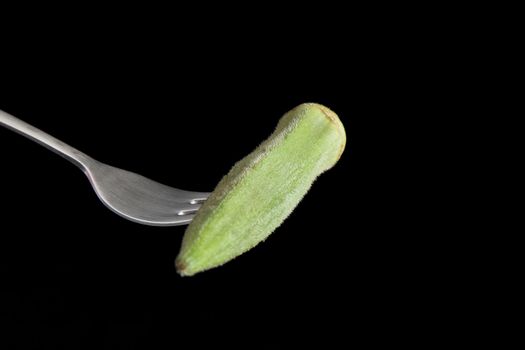 Fresh raw okra on fork with black background.