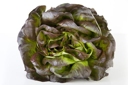 Head of red salanova lettuce covered with water drops.