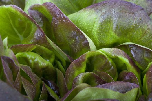 Close up of red salanova lettuce leaves covered with water drops.