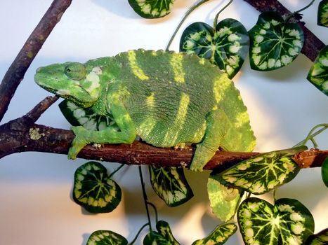 Large striped green chameleon sits on the branch