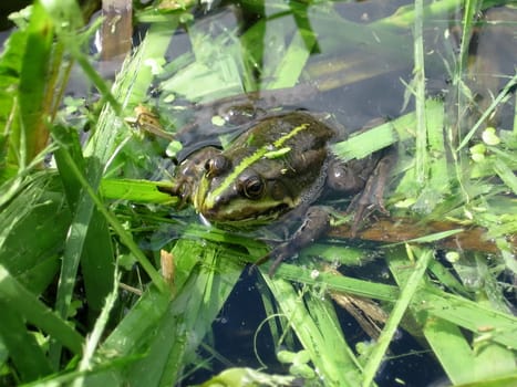 Green striped frog sits in the pond