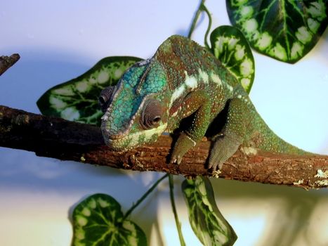 Colored cute chameleon sits on the branch