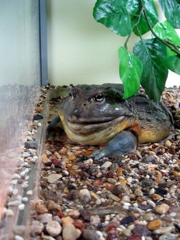 Large wet green toad sits among colored stones