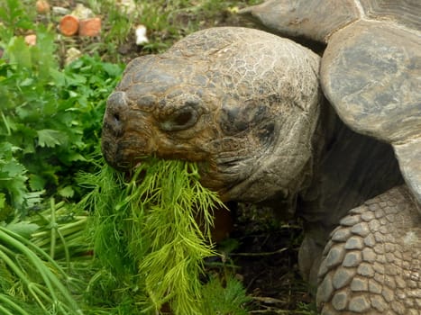 Old large ivory turtle eats fresh grass