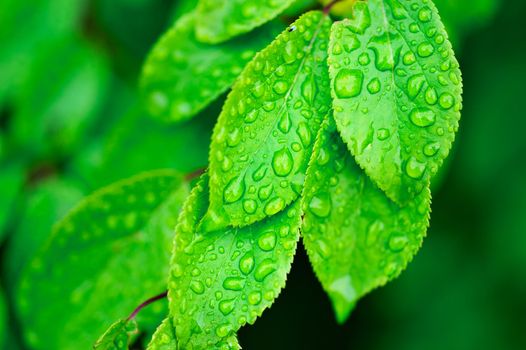 Green leaves covered with dew. Photo with tilt-shift lens