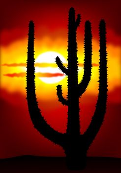 Abstract image of the cactus and sunset - Mexico sunset