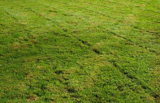 Freshly mowed green grass leaving a transverst pattern
