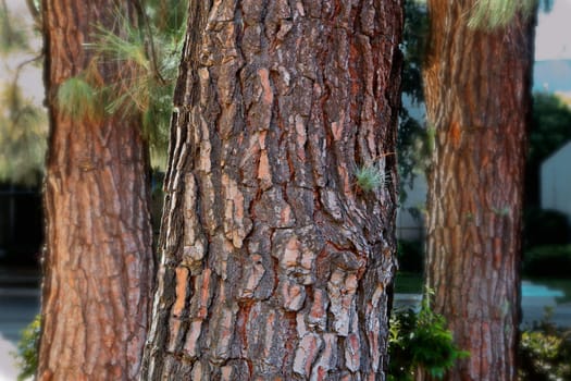 Three pine tree trunks with two in the rear that are soft focus