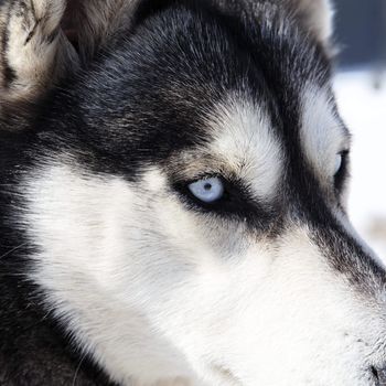 head of husky dog with blue eyes