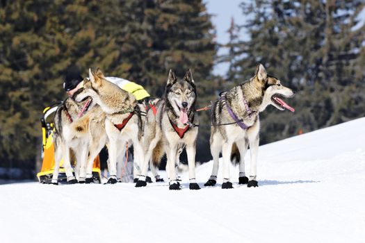 husky race on alpine mountain in winter