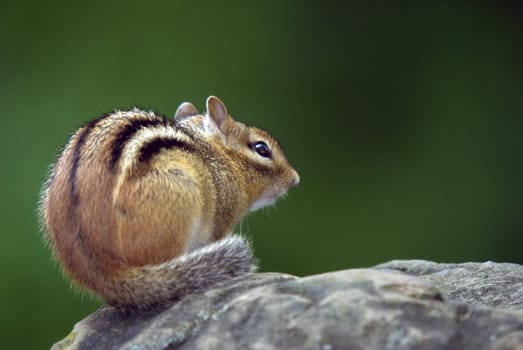 Closeup picture of an Eastern Chipmunk on a rock