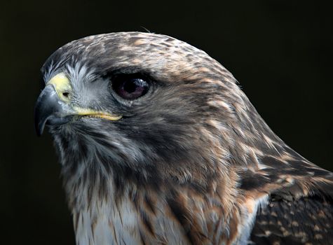 Close-up portrait of red tailed hawk