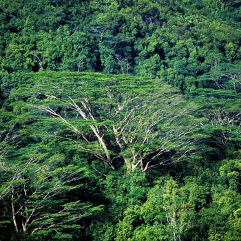 forest, Mah�, Seychelles