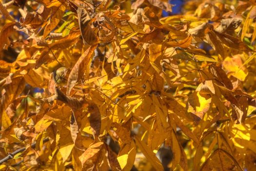 Oranged colored autmun leaves in the trees.