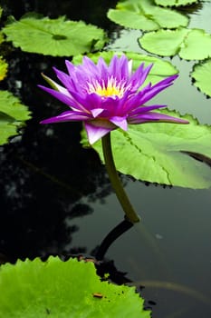 lotus