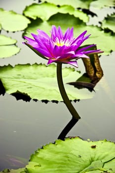 lotus