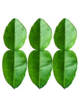 lime leaves