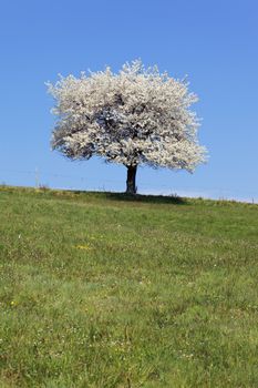 white tree and green grass in spring