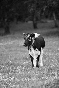 Cow on a field at summer