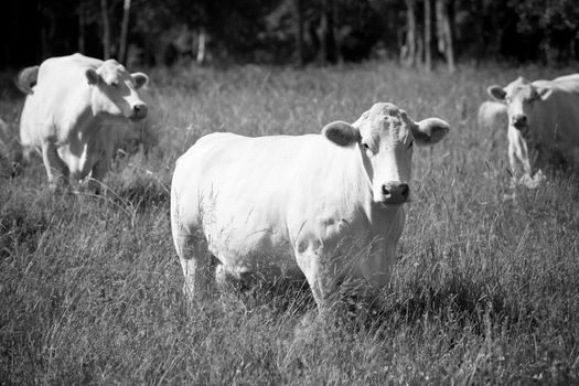 Cow on a field at summer