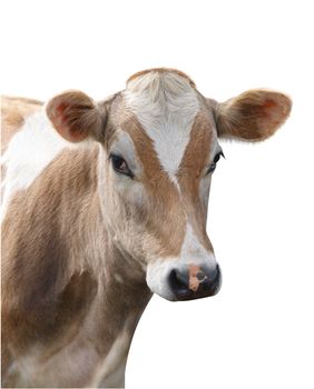 Jersey Heifer isolated with clipping path