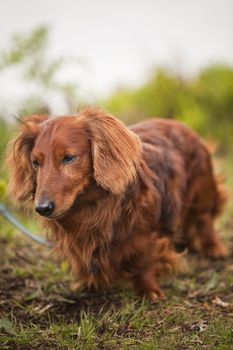 Lonley dog in nature with short focal depth