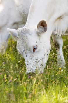 Close up of a White Scandinavian cow