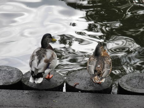 The couple of ducks near the canal of Riga