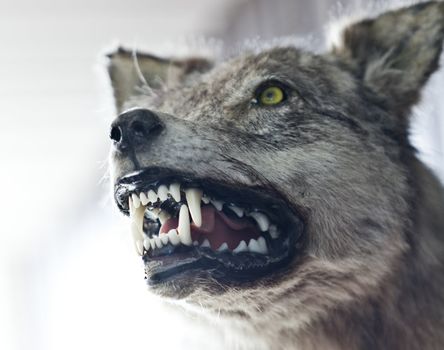 Close up of an angry wolf