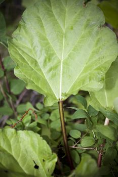Close up of Rhubarb leafs