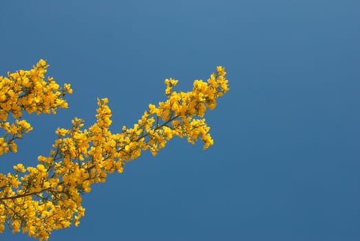 A flowering broom shrub branch against blue spring sky