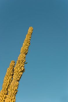 Tall cactus trunks against blue sky, copy space available