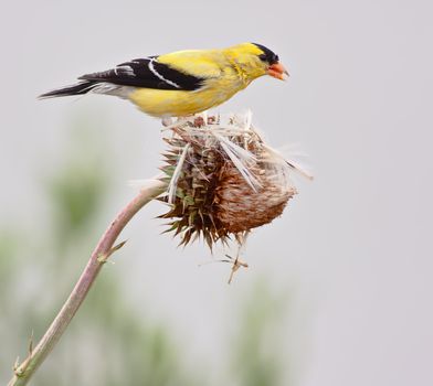 American Goldfinch (Spinus tristis), also known as the Eastern Goldfinch and Wild Canary. This photo shows the breeding male.