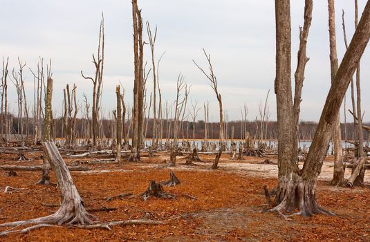 Dead Trees in the forest around a lake with low water levels