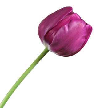 A violet colored tulip isolated on a white background