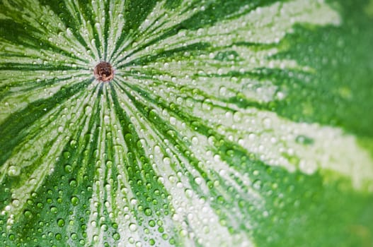 Close-up of fresh organic watermelon with water drops.