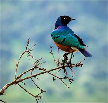 Colourful bird Superb Starling sits on a branch on a bright blue-green background.