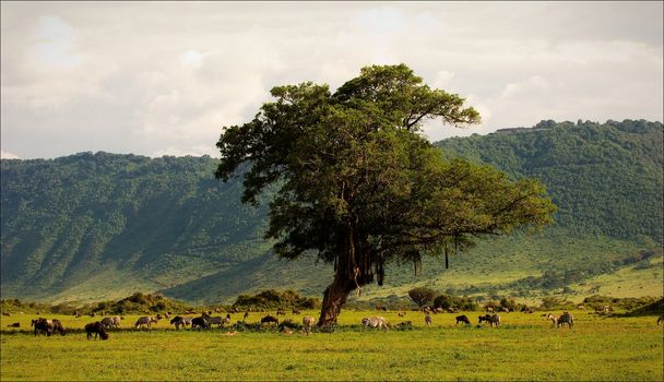 In a crater of Ngoro ngoro. A green landscape in a crater of Ngoro ngoro with grazed zebras and antelopes.