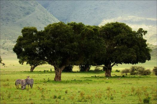 A green landscape in a crater of Ngoro ngoro with the grazed pair zebras.