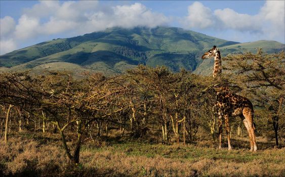Giraffe in trees of acacias. The giraffe is grazed at mountain in trees of prickly acacias.