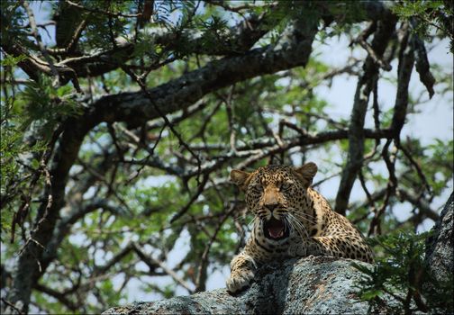 Yawning leopard on a tree. The leopard lies on a tree branch, having hidden in a shade from the hot sun and yawns.