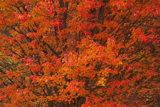 Red Maple (Acer rubrum) in autumn
