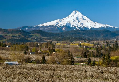 Hood River Valley Orchards and Mount Hood, Hood River County, Oregon, USA
