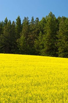 Canola field, spruce and pine trees, near Troy, Latah County, ID, USA