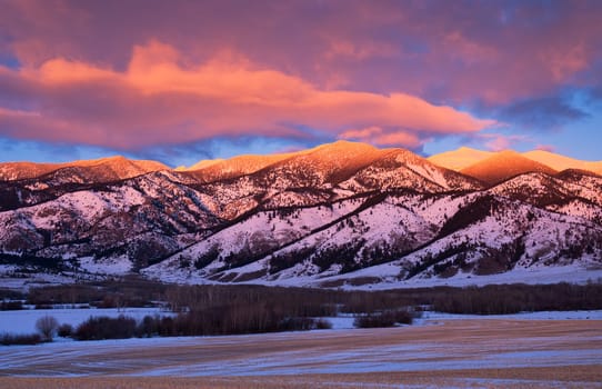 Bare Aspen trees (Populus tremuloides) at the foot of the Bridger Range just before sunset, Gallatin County, Montana, USA