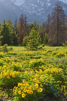 Arrowleaf Balsamroot and pine trees at the foot of the Teton Mountains, Grand Teton National Park, Wyoming, USA